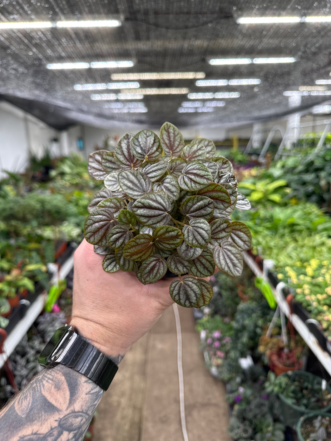 Peperomia Piccolo Banda