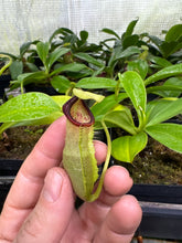 Nepenthes spathulata (medium)