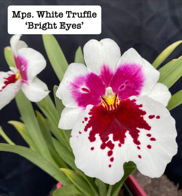 Miltoniopsis (Mps.) White Truffle 'Bright Eyes'