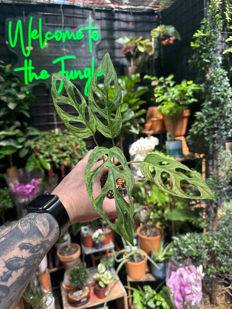 monstera adansonii indonesian mint Monstera Adansonii 'Indo Mint' Variegata – Jordan's Jungle