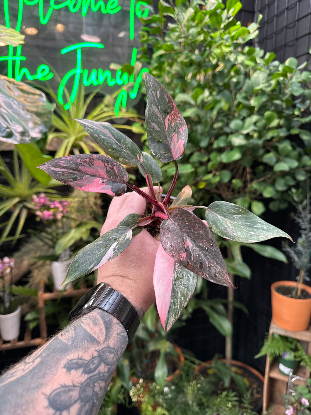 Philodendron Pink Princess Marble