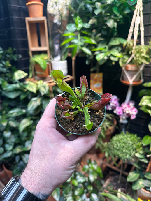 Sarracenia venosa ssp