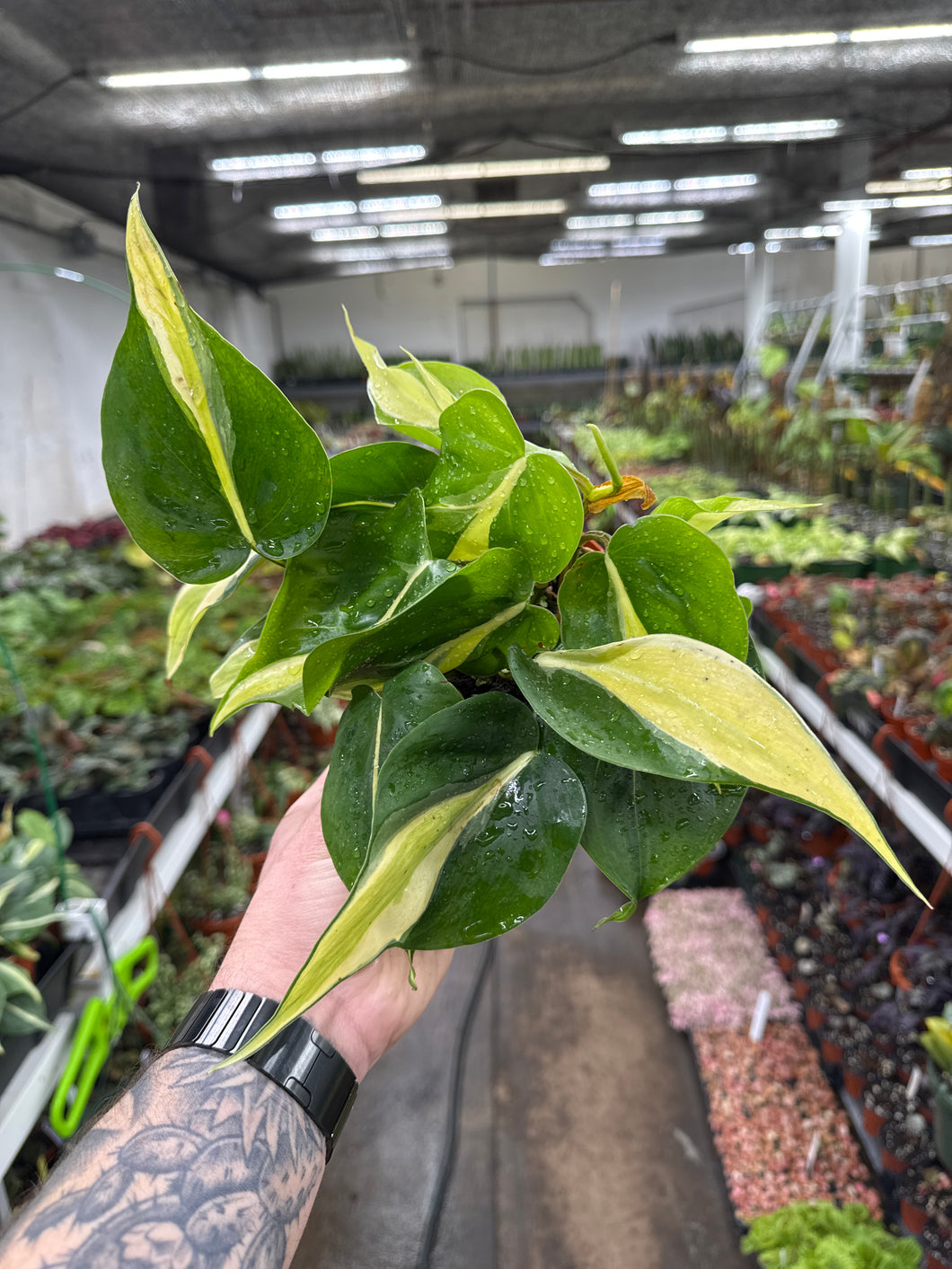 philodendron hederaceum cream splash Philodendron hederaceum 'Cream Splash'