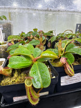 Nepenthes dactylifera (Small)