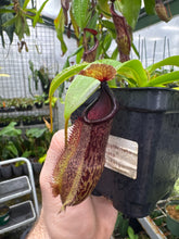 Nepenthes spathulata X hamata (Medium)