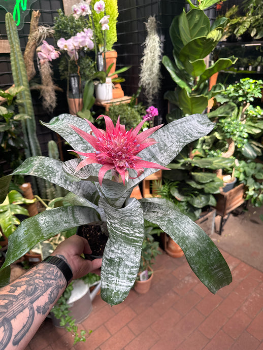 Aechmea fasciata 