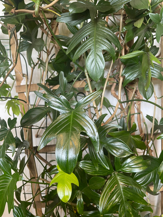 Philodendron Pedatum