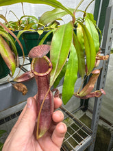 Nepenthes spectabilis X mirabilis var. globosa (Large)