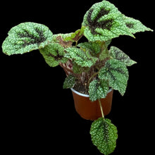 Rex Begonia 'Iron Cross'