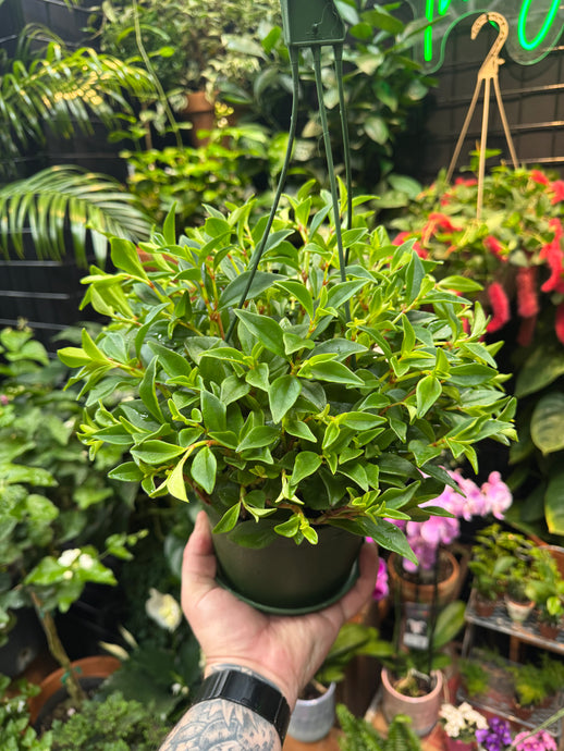 Peperomia trinervula