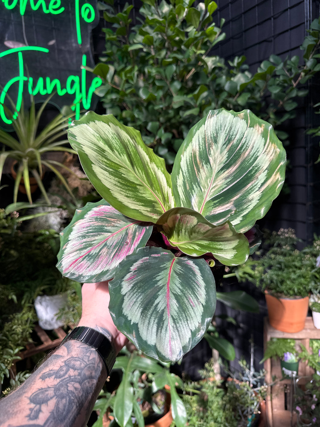 Calathea 'Mysty'