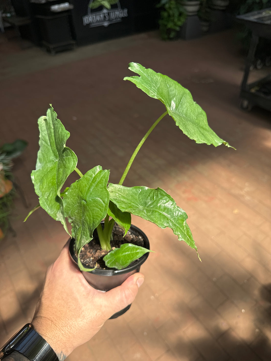 Alocasia Heterophylla