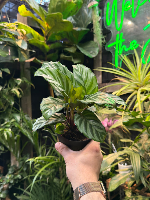 Calathea 'Freddie'