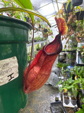 Nepenthes mirabilis var. globosa X hamata (Large)