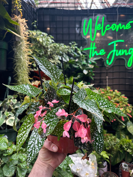 Begonia Maculata Double Dot