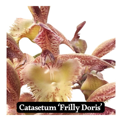 Catasetum 'Frilly Doris'