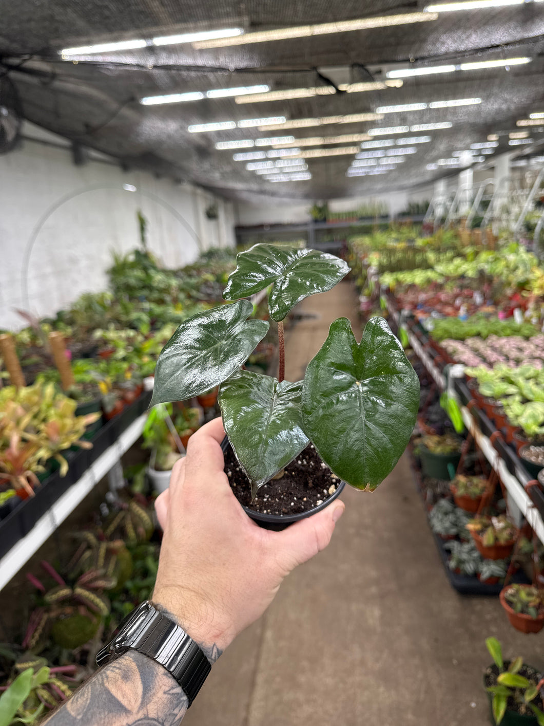 Alocasia 'Yucatan Princess'