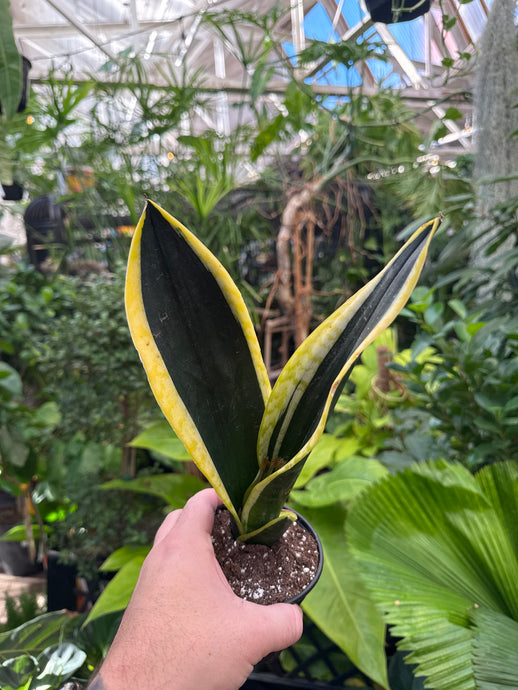 Sansevieria 'Black Gold'