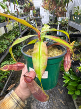 Nepenthes spectabilis X mirabilis var. globosa (Large)