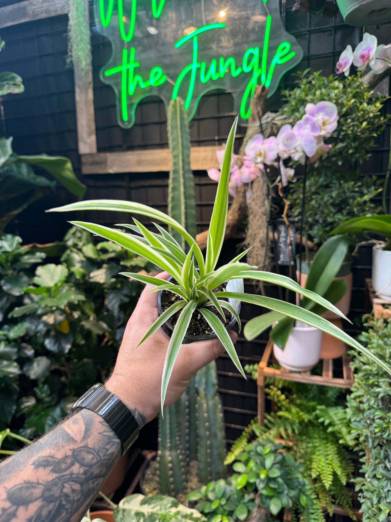 Chlorophytum Spider Plant 'Ocean' - Thumbnail 2