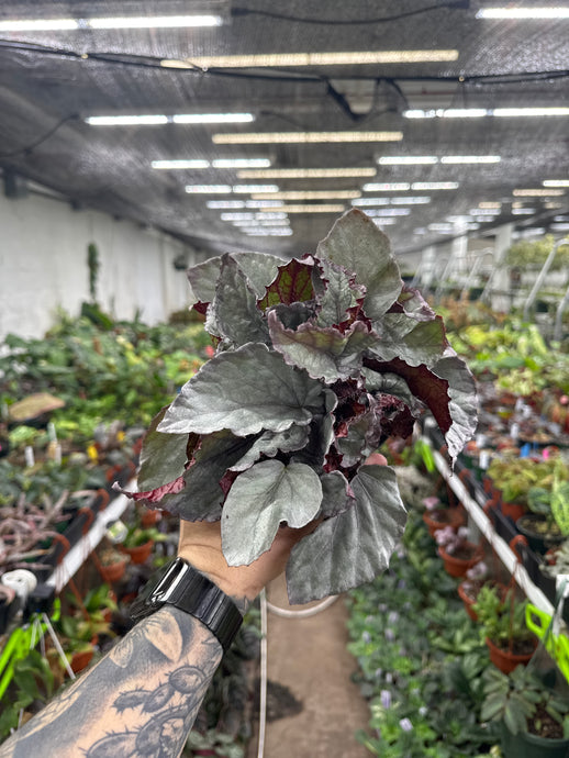 Begonia Rex ‘Bolero'