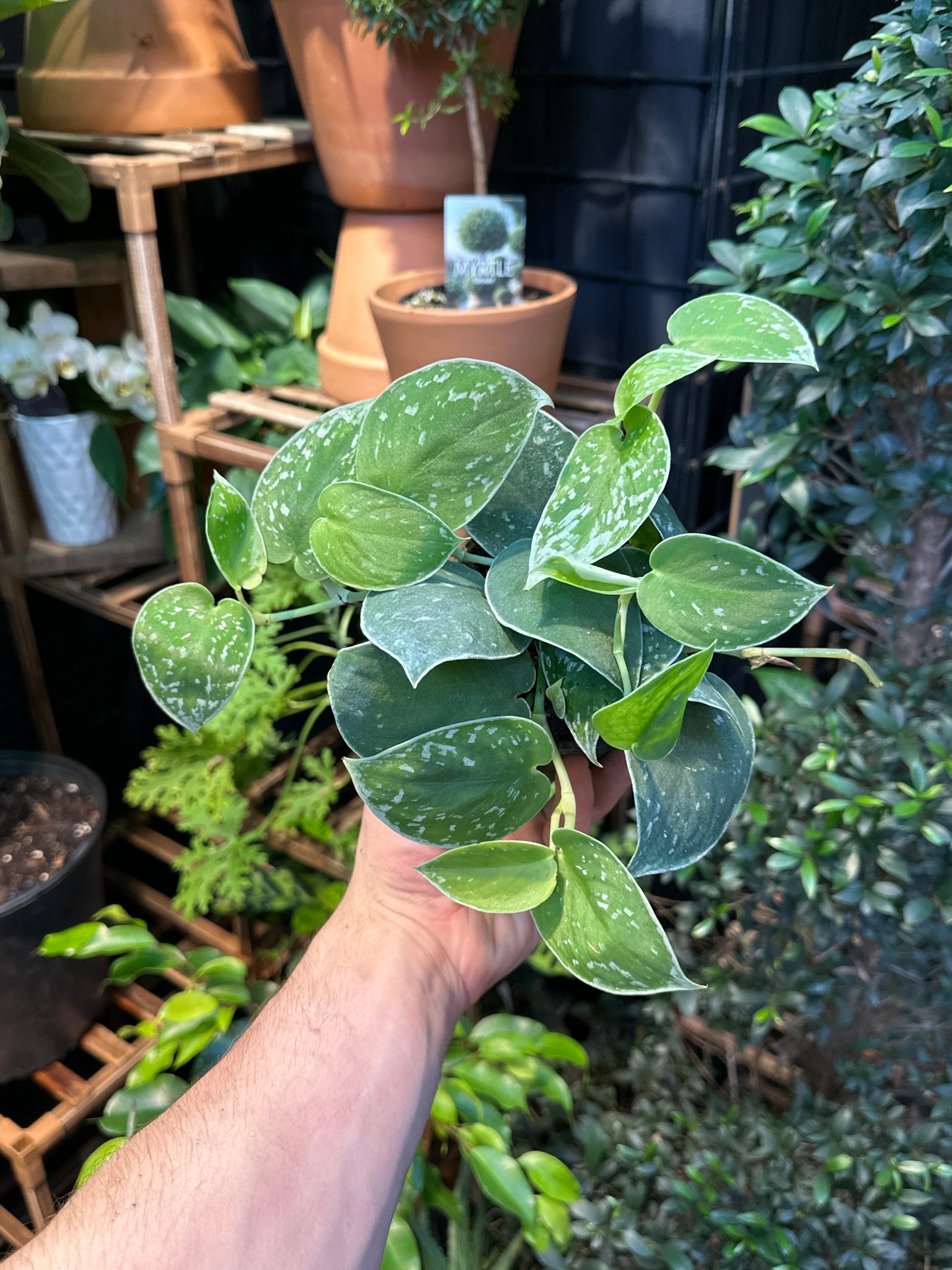 Scindapsus Pictus "Silvery Anne" - Thumbnail 2