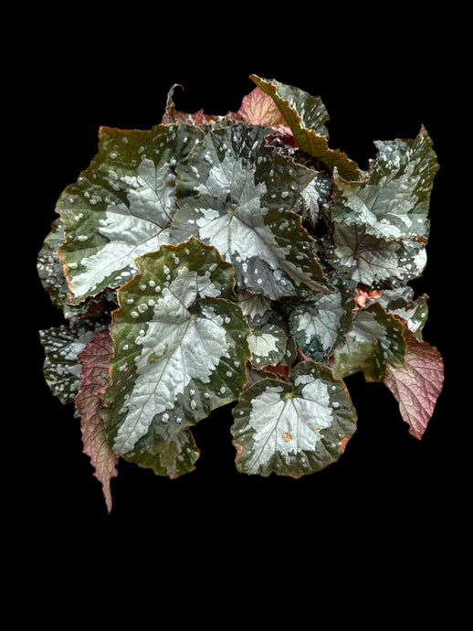 Begonia Rex 'Jurassic Megalo Croc’
