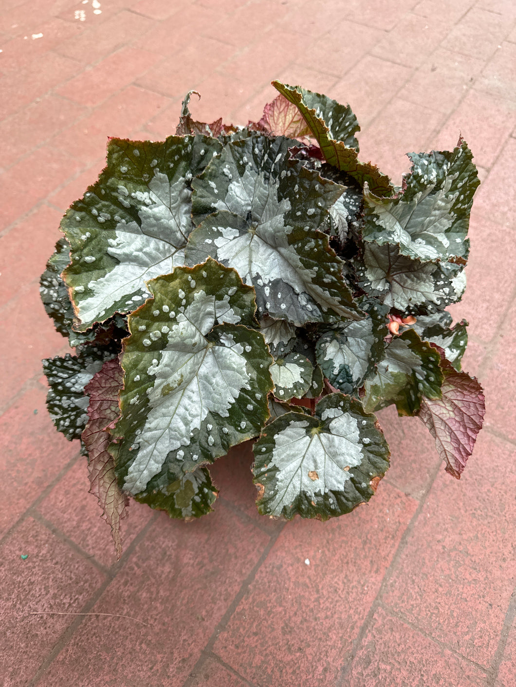 Rex Begonia Jurassic Megalo ‘Croc’