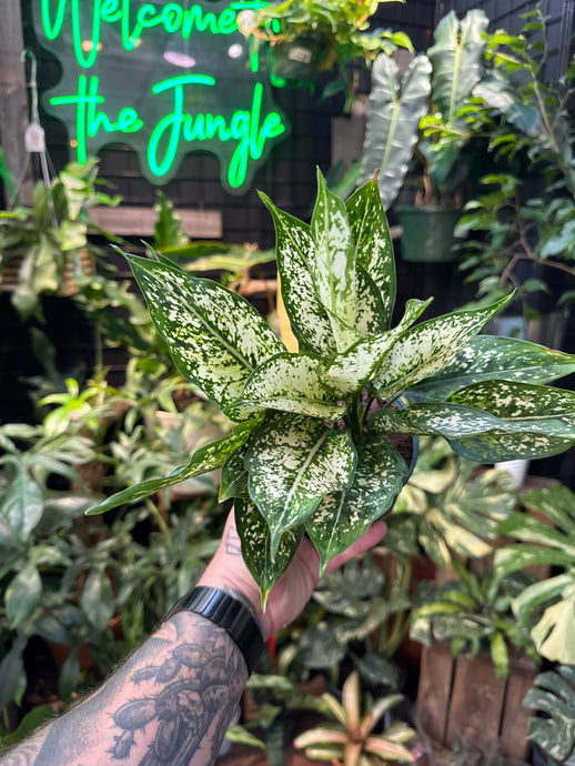 Aglaonema 'Spring Snow'