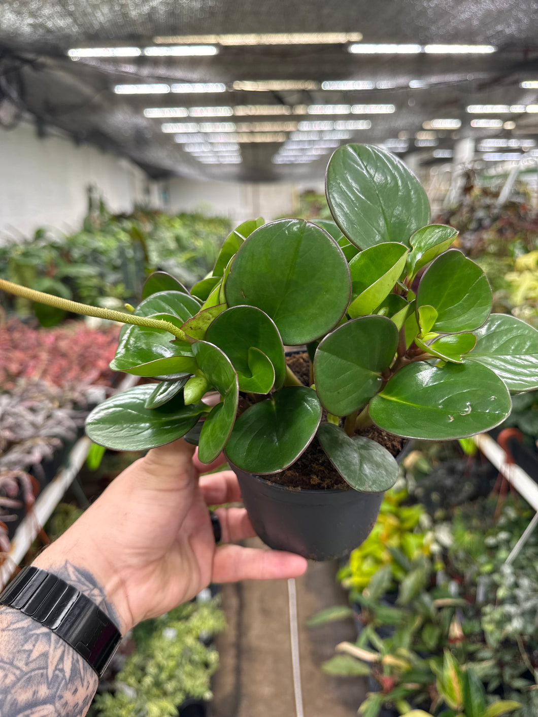 Peperomia Obtusifolia 'Red Edge'