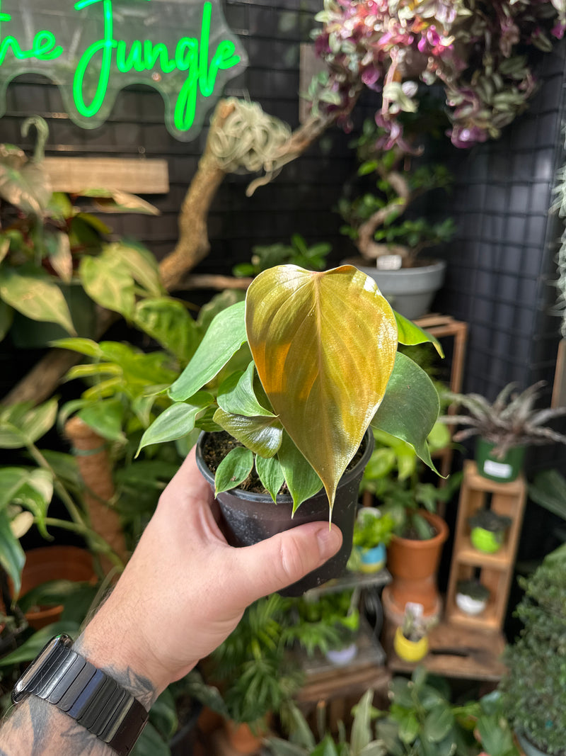 Philodendron lynamii – Jordan's Jungle