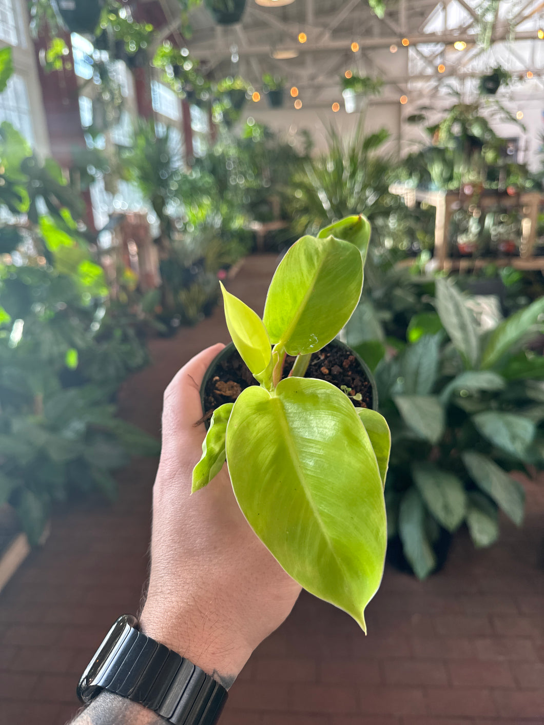 Philodendron 'Imperial Gold'