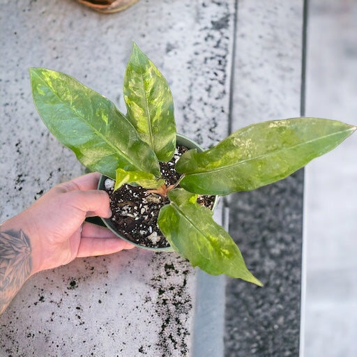 Anthurium Renaissance Tricolor