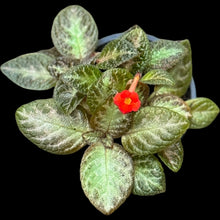 Episcia Silver Screen