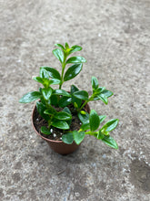 Columnea ‘Cheerio’