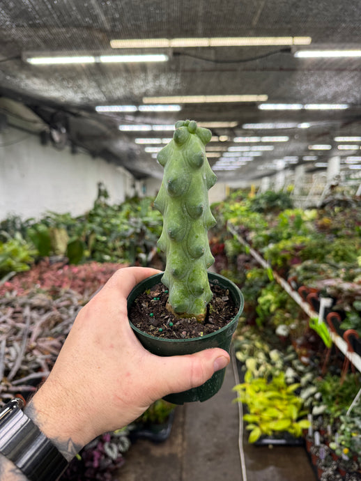 Myrtillocactus 