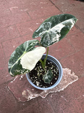 Alocasia Frydek Variegata