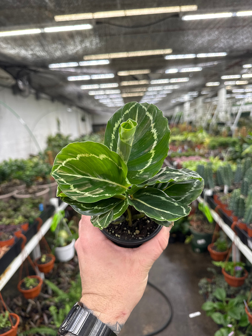 Calathea roseopicta 'Green Lipstick’