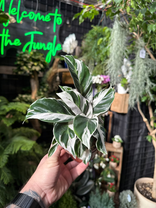 Calathea 'Fusion White'