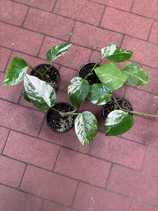 Monstera Deliciosa Albo Variegata