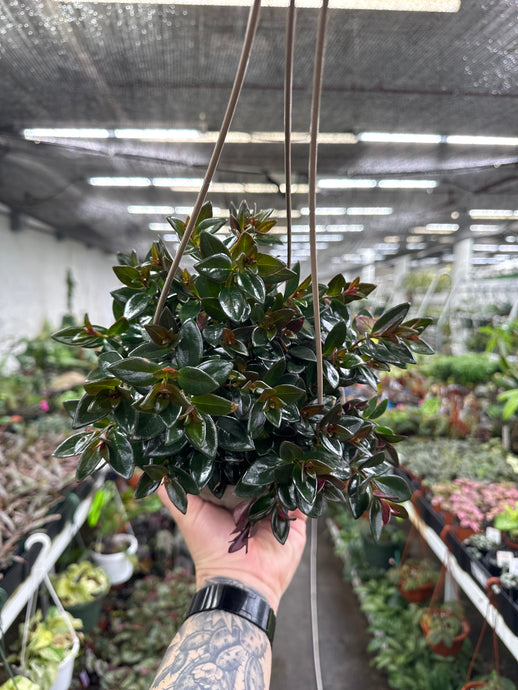 Nematanthus 'Tropicana'