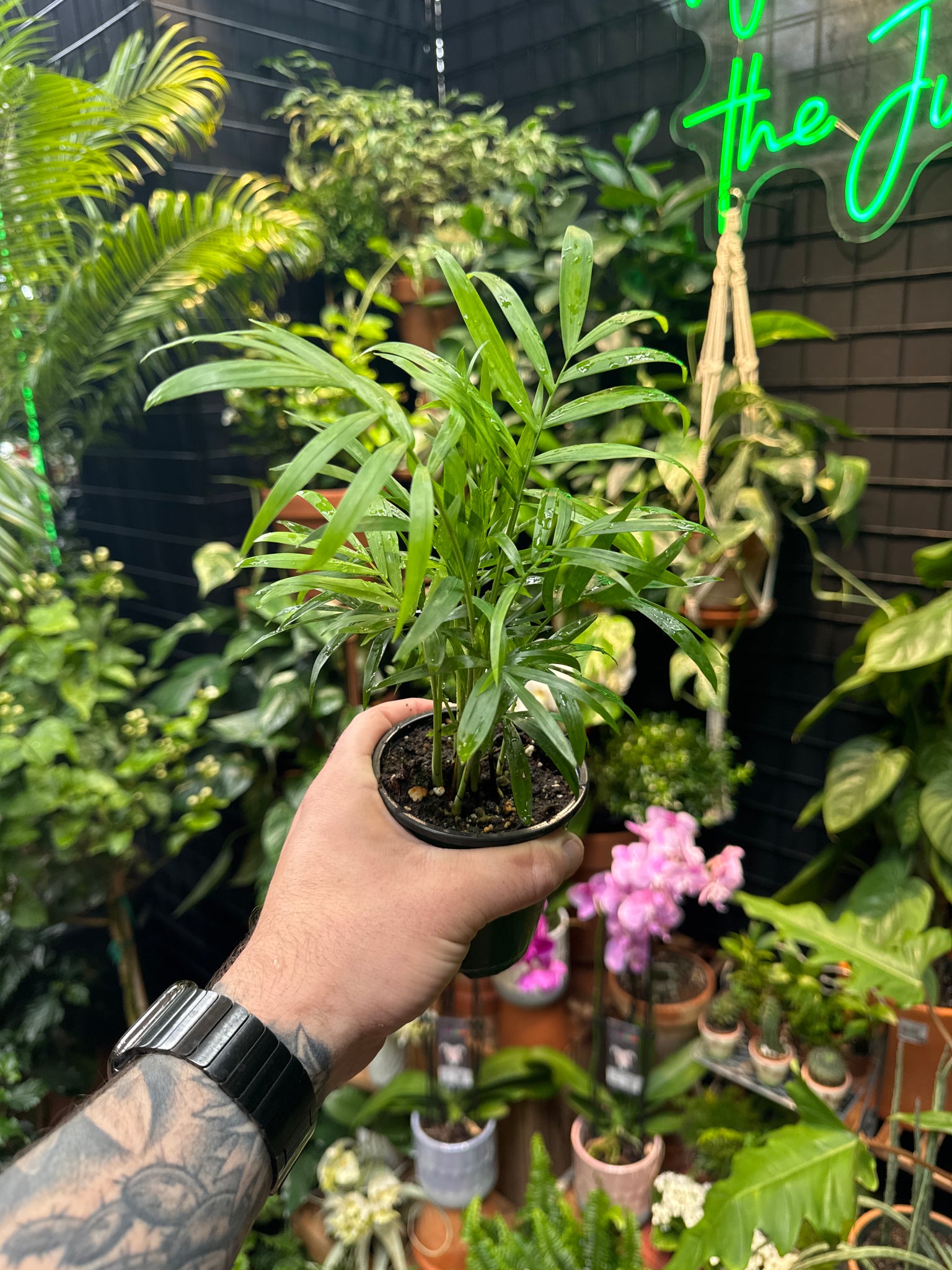 Neanthe Bella (Parlour Palm) - Thumbnail 2