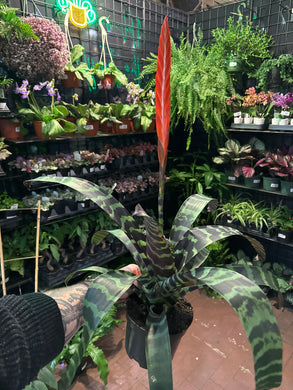 Vriesea splendens 'Red Spike'