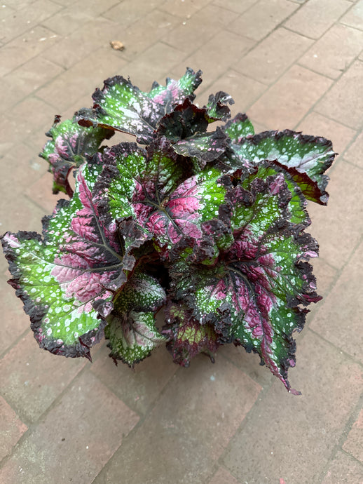 Begonia Rex ‘Jurassic Watermelon’