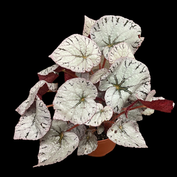 Begonia Rex ‘Silver Dollar’