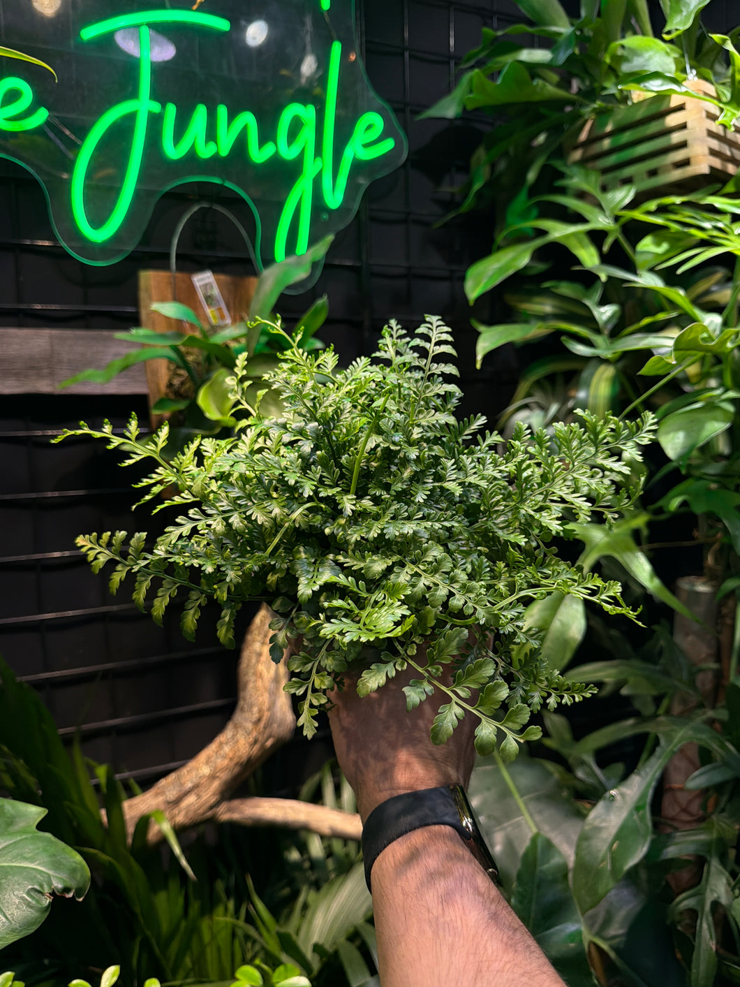 Asplenium parvati (Austral Gem Fern)