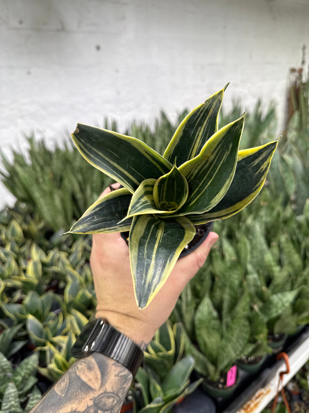 sansevieria sunshine Sansevieria 'Sunpower' Bicolor – Jordan's Jungle