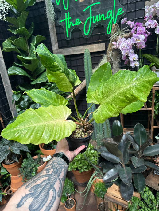 Philodendron 'Snowdrift'