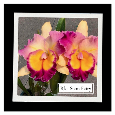 Rhyncholaeliocattleya (Rlc.)Siam Fairy