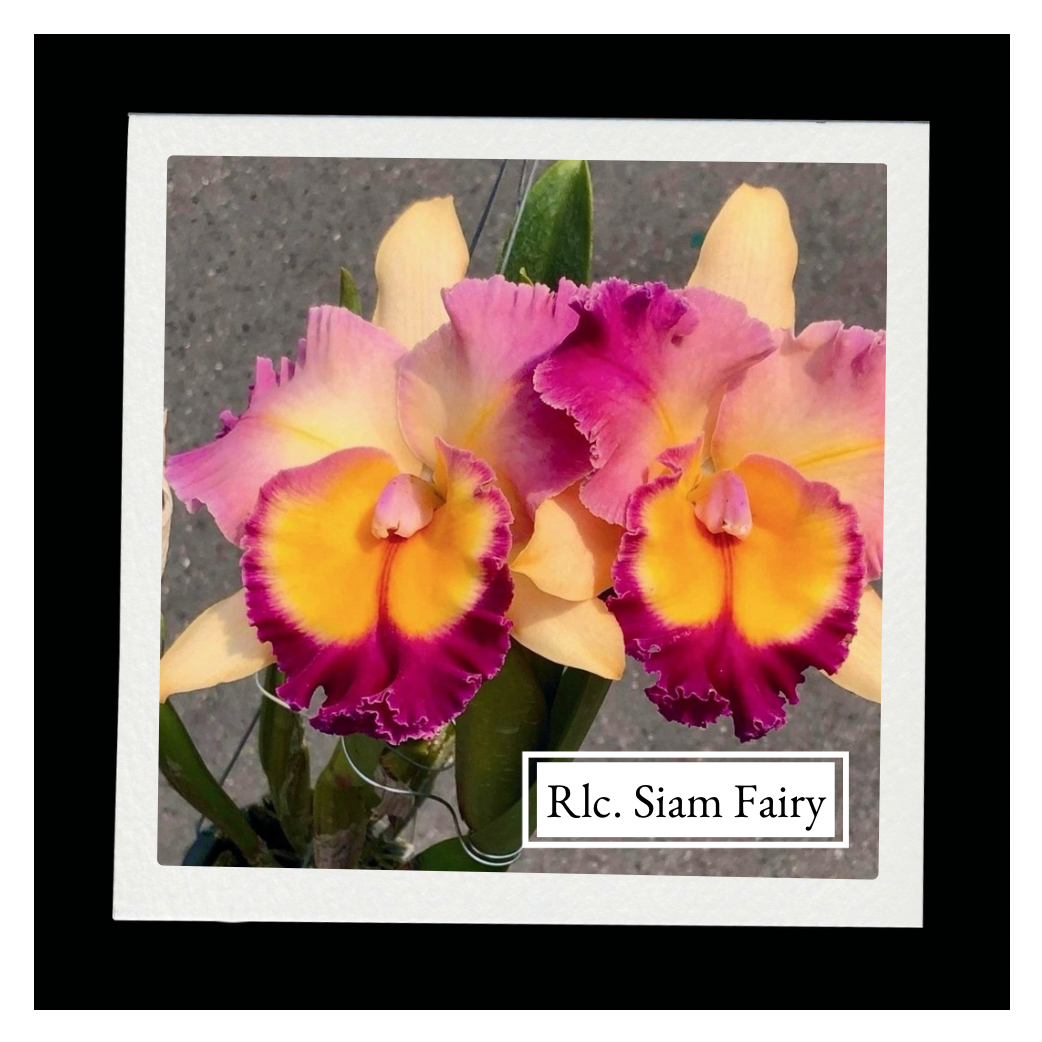 Rhyncholaeliocattleya (Rlc.)Siam Fairy